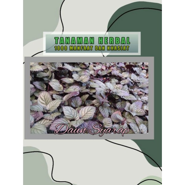 

Daun Syarap 100gram
