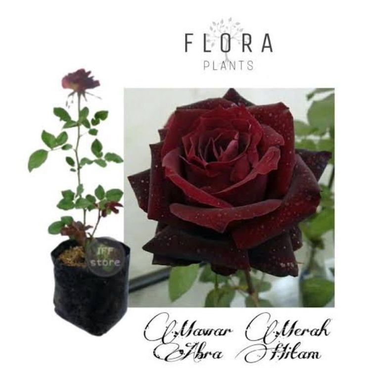 tanaman hias bunga Mawar Hitam / Black Rose Hidup