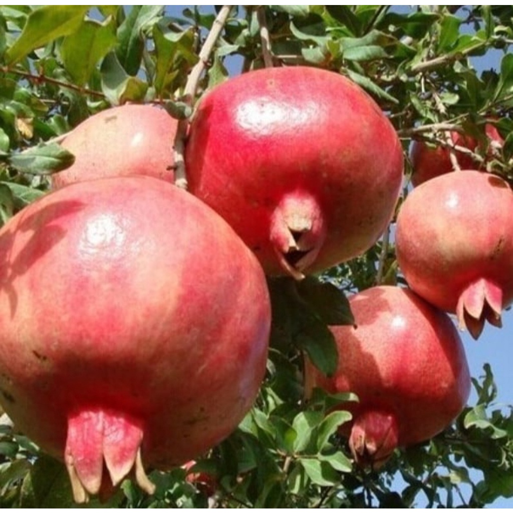 Bibit Delima Arab/Tanaman Delima Arab