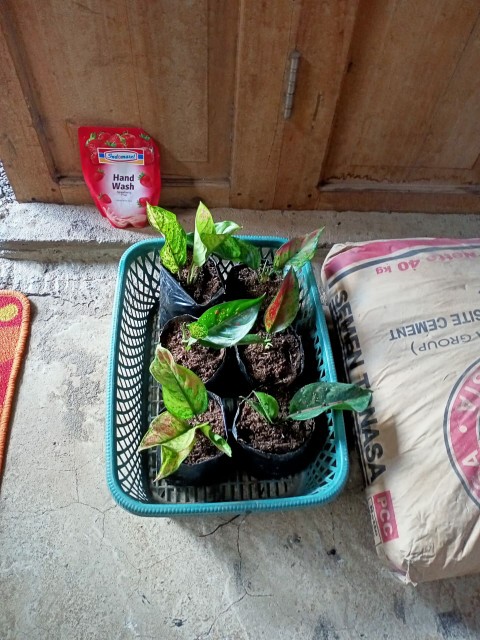 Tanaman Hias Agloenema Heng Heng