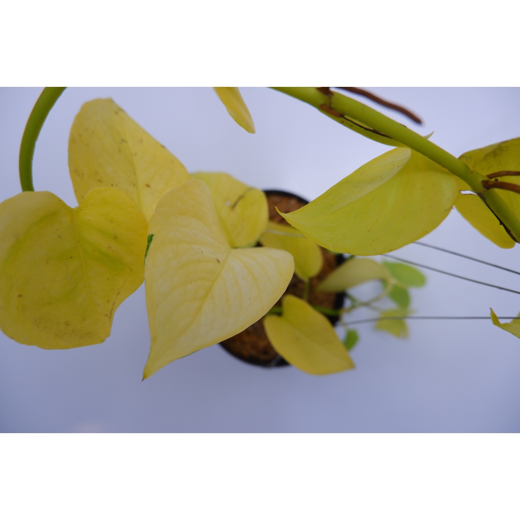 Sirih Neon -  Epipremnum Aureum Neon - Tanaman Hias