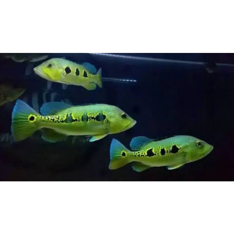 pbass orinoco size 9-10 cm