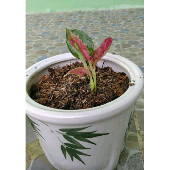 aglonema red majesty anakan tanaman hias aglonema red majesty