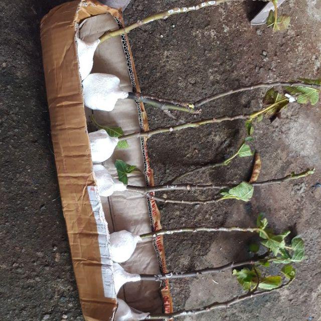 Bibit Buah Tin Verte Fc