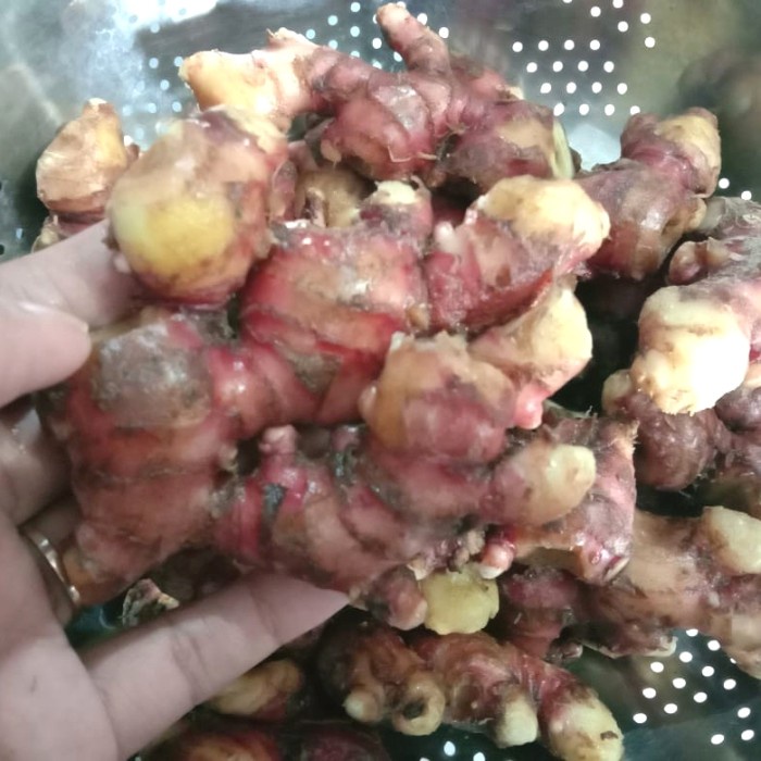 

tradisional-minuman- jahe merah fresh dan segar 500gram -minuman-tradisional.