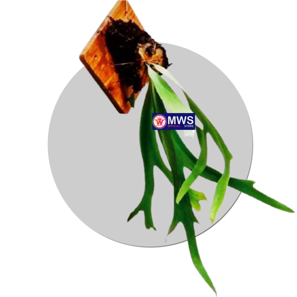 KADAKA TANDUK RUSA UNCAL MWS