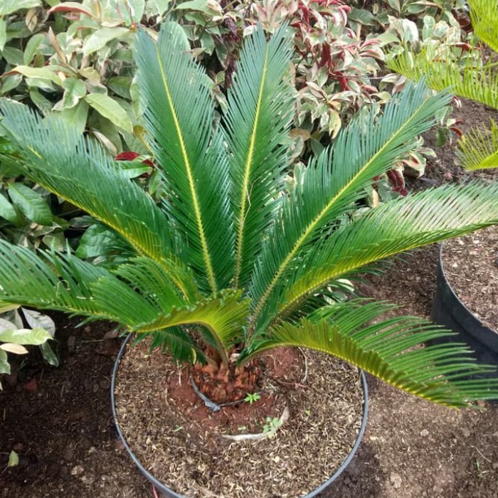 Taman hias palm sikas / pohon sikas / palm sikas