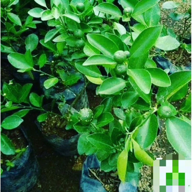 

pohon jeruk limo
