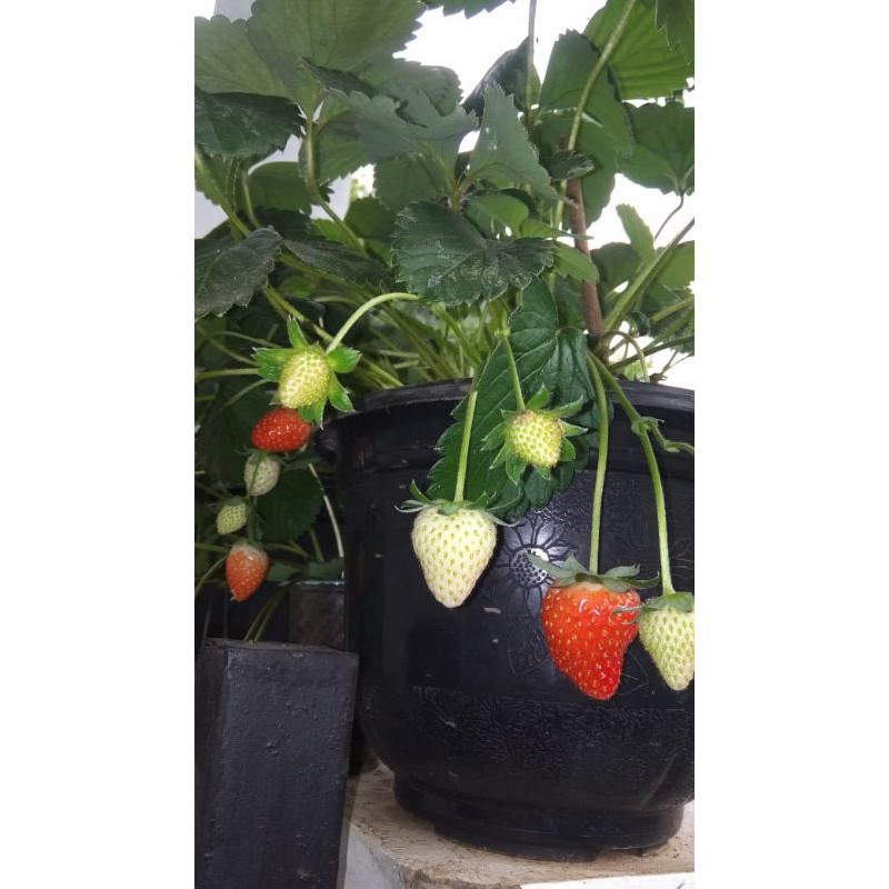 Jual BIBIT STRAWBERRY REALPICT BUAH JUMBO MANIS SEGAR | Shopee Indonesia