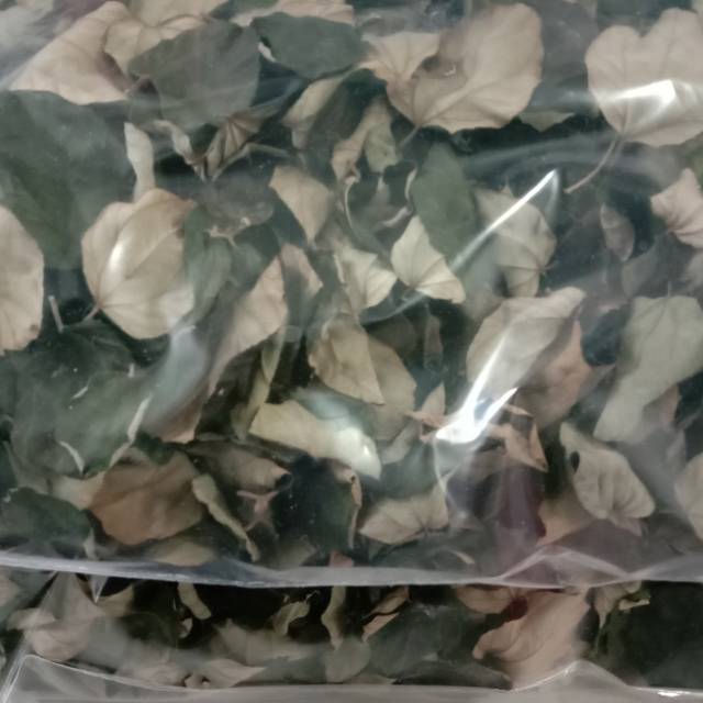 

Jual Daun bidara kering