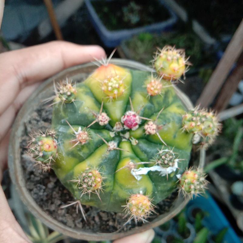 gymno damsii varigata