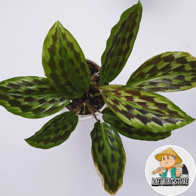 Tanaman hias calathea ekor merak - calathea merak
