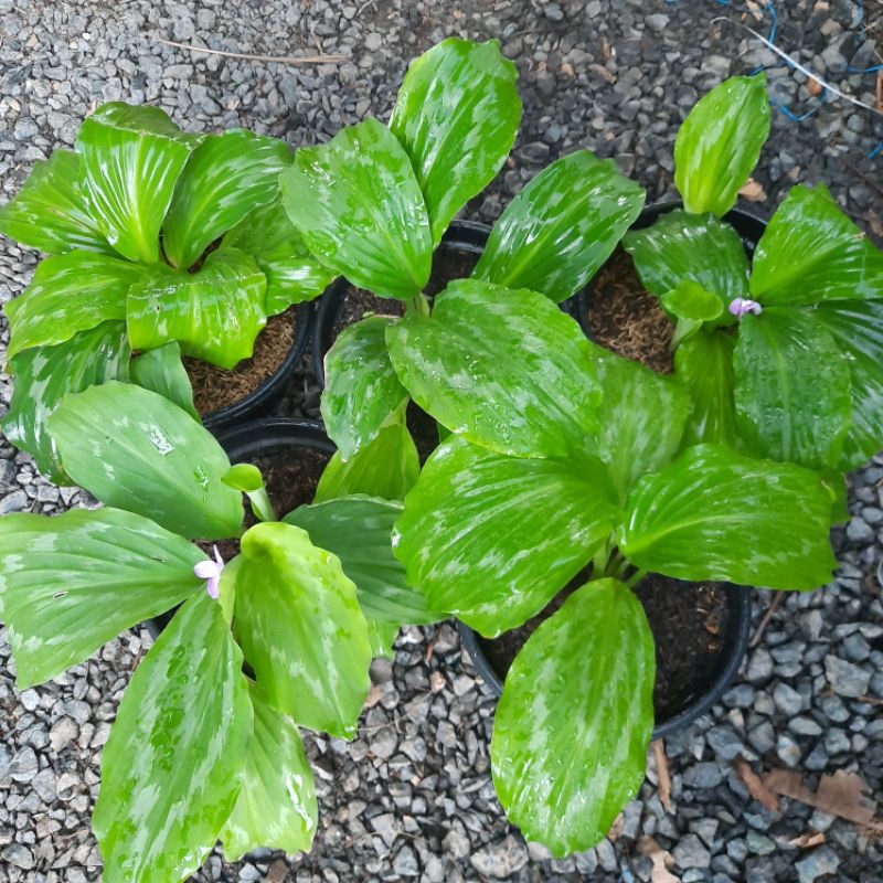 Kaempferia Kencur Hias Tanaman Hias Daun Bunga Banjarbaru Kalimantan Selatan Shopee Indonesia