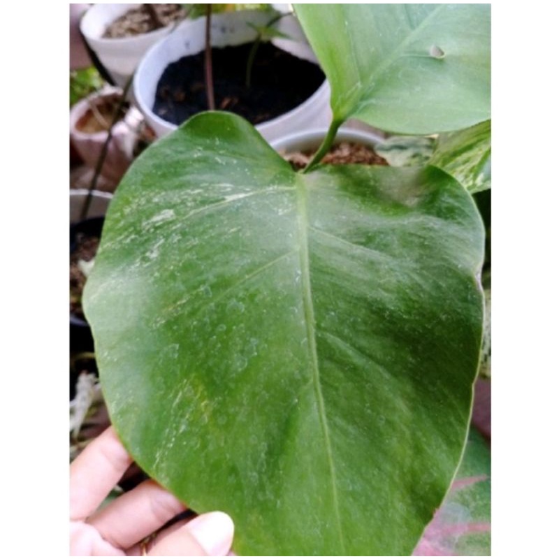 PROMO TANAMAN HIAS MONSTERA VARIEGATA BELI 1 BONUS ANAKAN MONSTERA KING