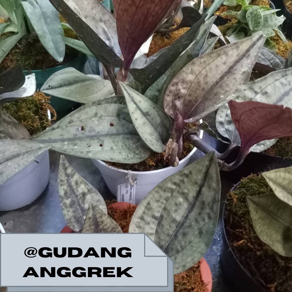 anggrek nephelaphyllum pulchrum tanaman paludarium