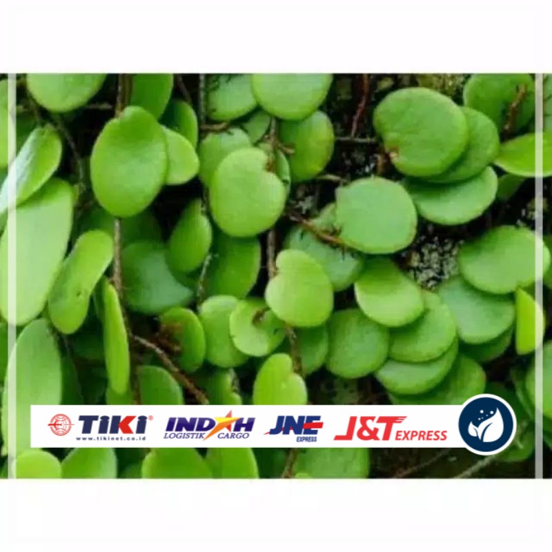 

DAUN SISIK NAGA / DAUN PICISAN SEGAR 100 gram