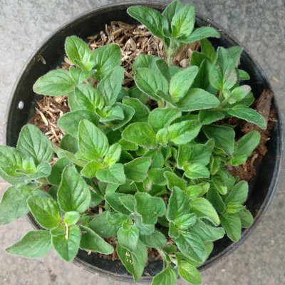 Tanaman Herbal dan Rempah Oregano