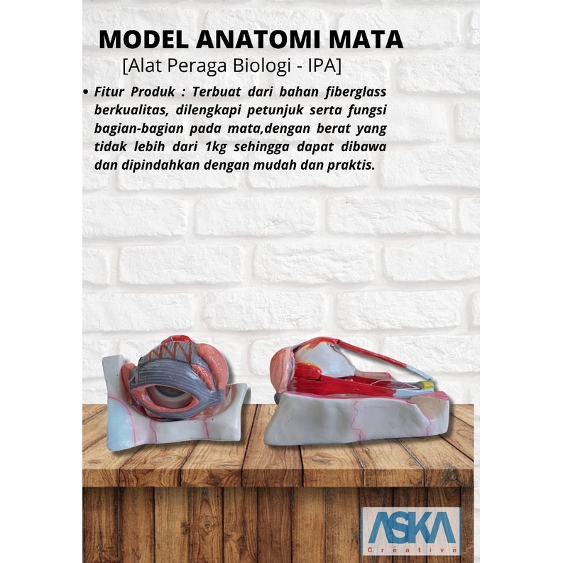 

Model Anatomi Manusia Bentuk Mata - [ Alat Peraga Biologi - IPA ]
