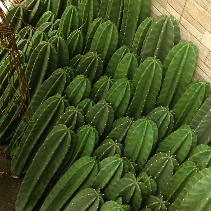 pohon hias kaktus - kaktus cowboi