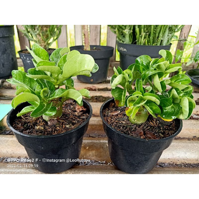 Tanaman Hias Adenium DHA Bungwung Adenium Kriwul