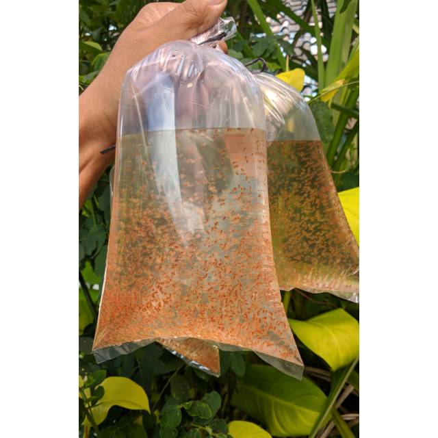 Daphnia Magna Jogja.  DM pakan hidup untuk cupang dan guppy.