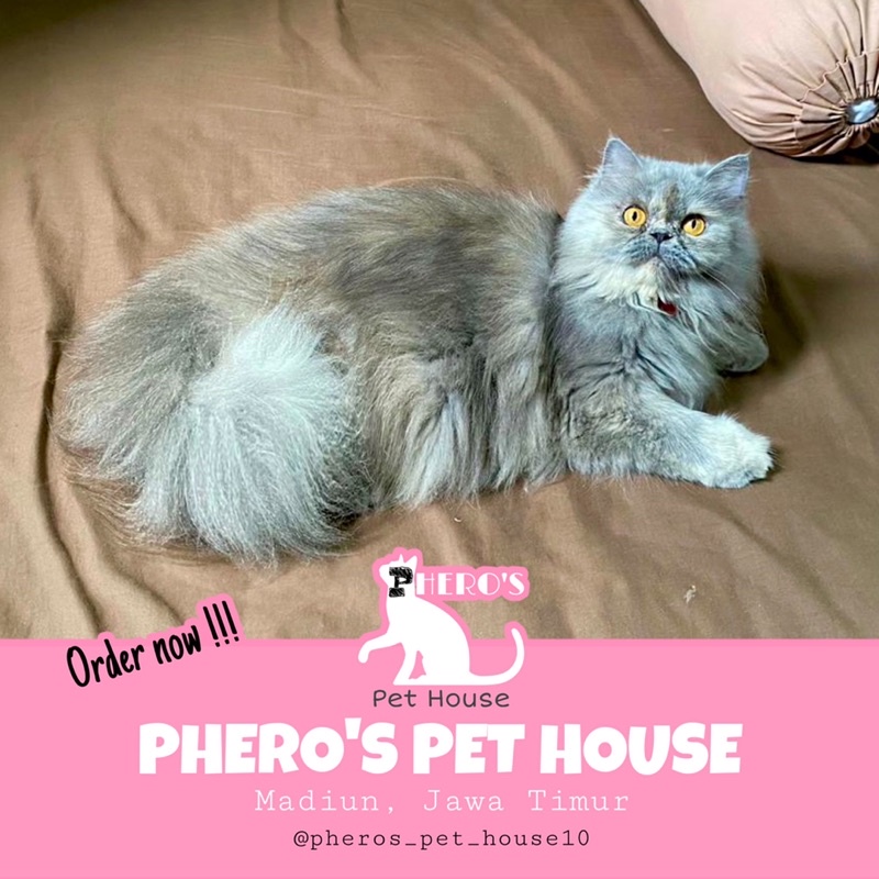 Kucing Persia Peaknose Blue Abu #pherospethouse #pheros_pet_house PHEROS PET HOUSE