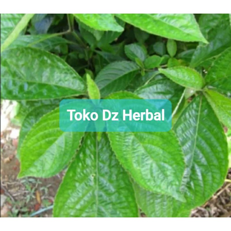 

Daun Keji Beling Segar Paket 1000 gram