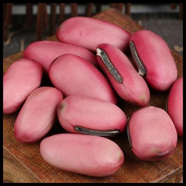 

BENIH KACANG ISRAEL KACANG ESAU YAKUB JUMBO KACANG RAKSASA JACK BEAN