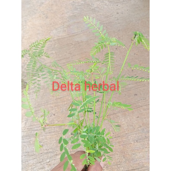

Daun Meniran bahan herbal