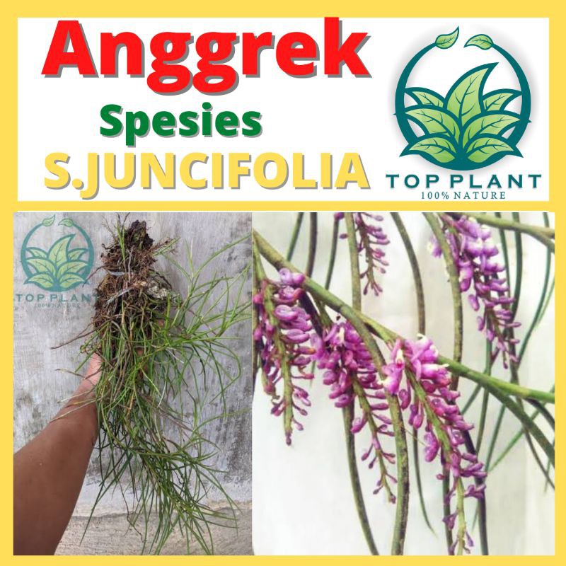 Anggrek Spesies Schoenorchis Juncifolia - Anggrek Dewasa