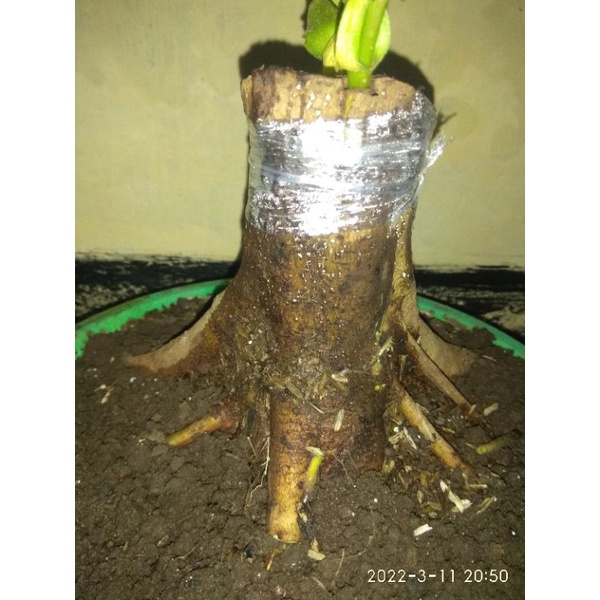 BAHAN BONSAI WARU BESAR/TISUK BOGEL DONGKELAN UNTUK MEDIA OKULASI SEMUA JENIS WARU