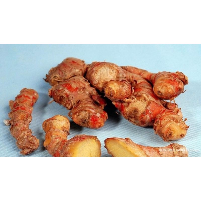 

JAHE MERAH 1KG ASLI DARI KEBUN