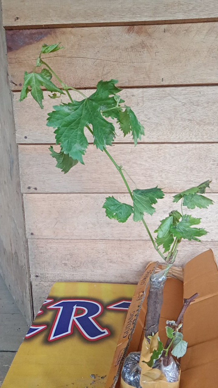 Bibit Anggur Import Bogema (grafting)
