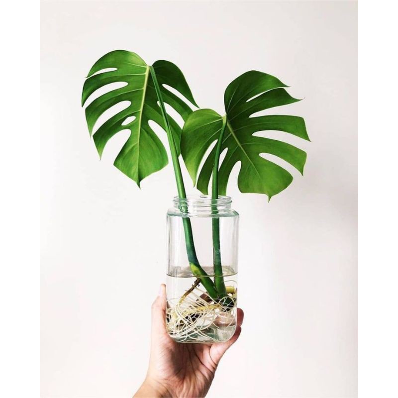 bibit / anakan monstera king tanaman hias hidup indoor outdoor