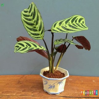 Tanaman indoor maranta ekor merak calathea burle marx Tanaman indoor maranta ekor merak calathea burle marx