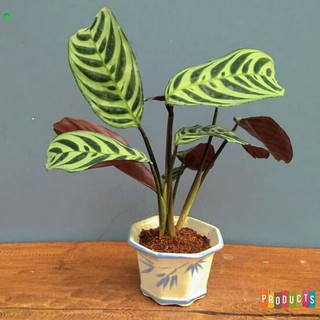 Tanaman indoor maranta ekor  merak  calathea burle marx 