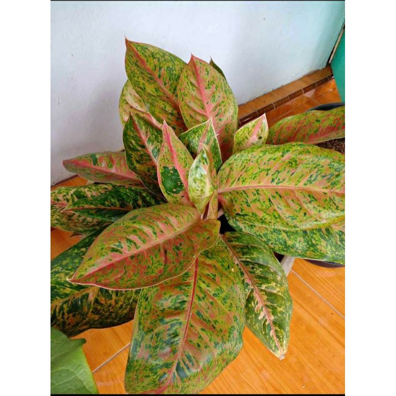 aglonema bigroy mutasi jumbo