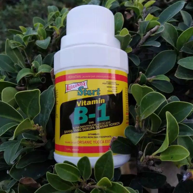 MURAH vitamin B-1 vitamin untuk tanaman hias