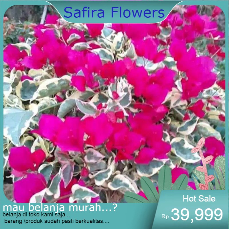 pohon bugenvil varigata-Tanaman bugenvil varigata bunga merah