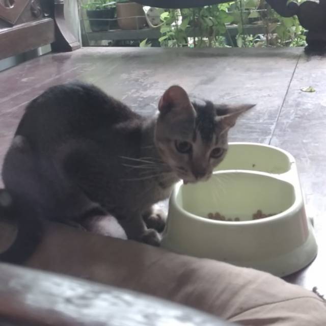 rintendalukinanthigusti