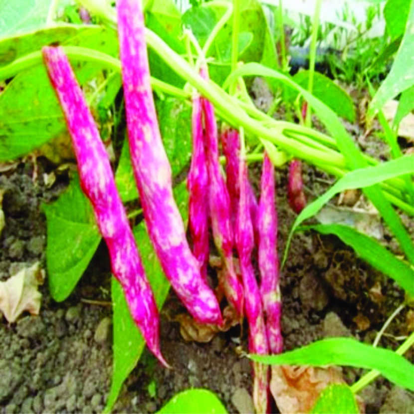 BENIH KACANG MERAH BIBIT SAYURAN UNGGUL