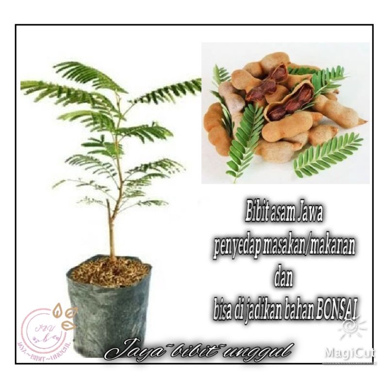 Bibit Tanaman Asam Jawa Tanaman Asem Jawa Pohon Asem Bibit Asam Jawa