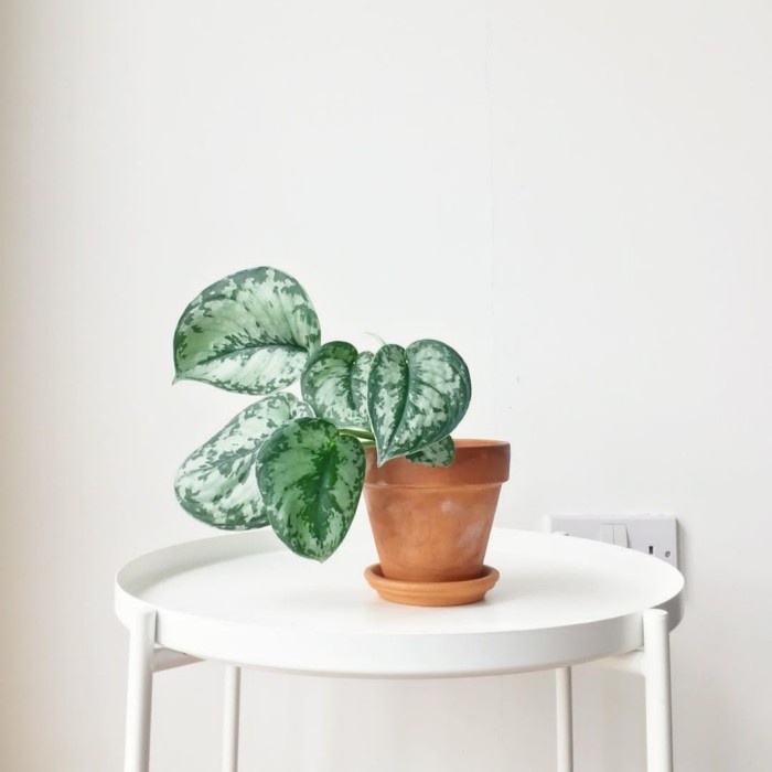 Scindapsus Exotica Tanaman Hias