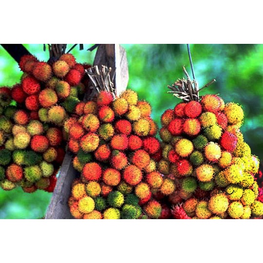 

Rambutan Rapiah 0,7-0,9 gram / ikat