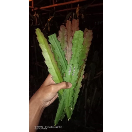 Cutting Wijaya Kusuma Hibrid 3 ID