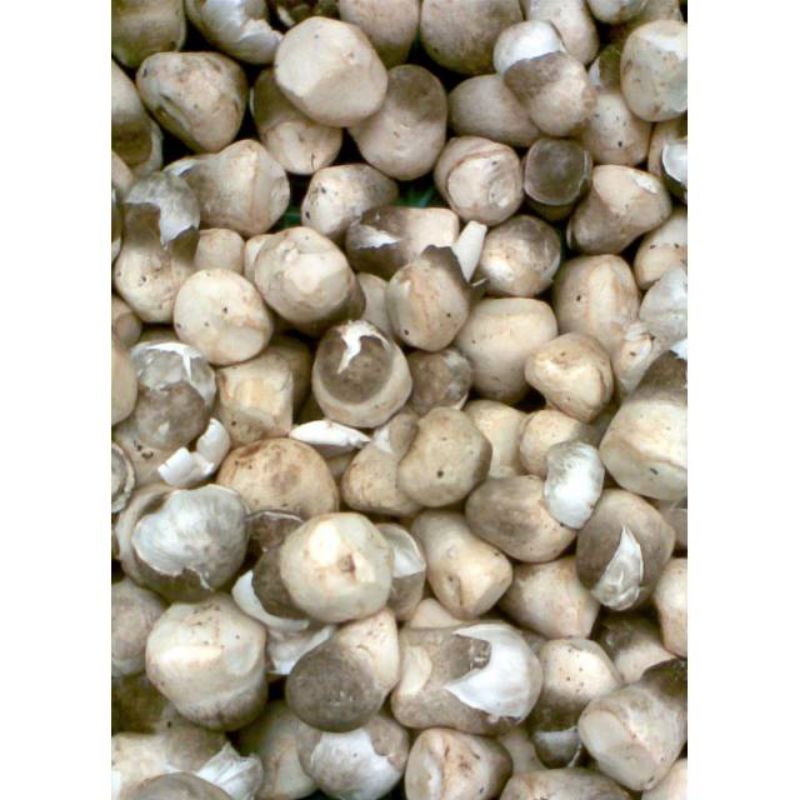 

Jamur Merang 250g