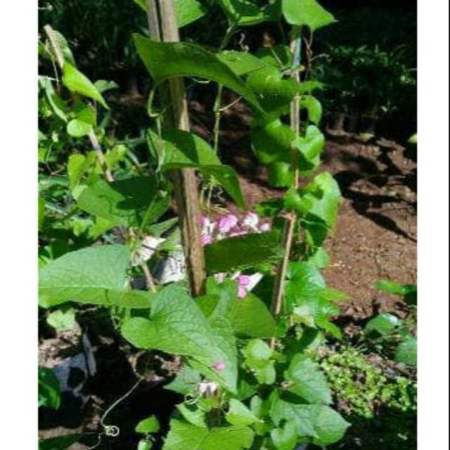 tanaman rambat air mata pengantin / tanaman air mata pengantin