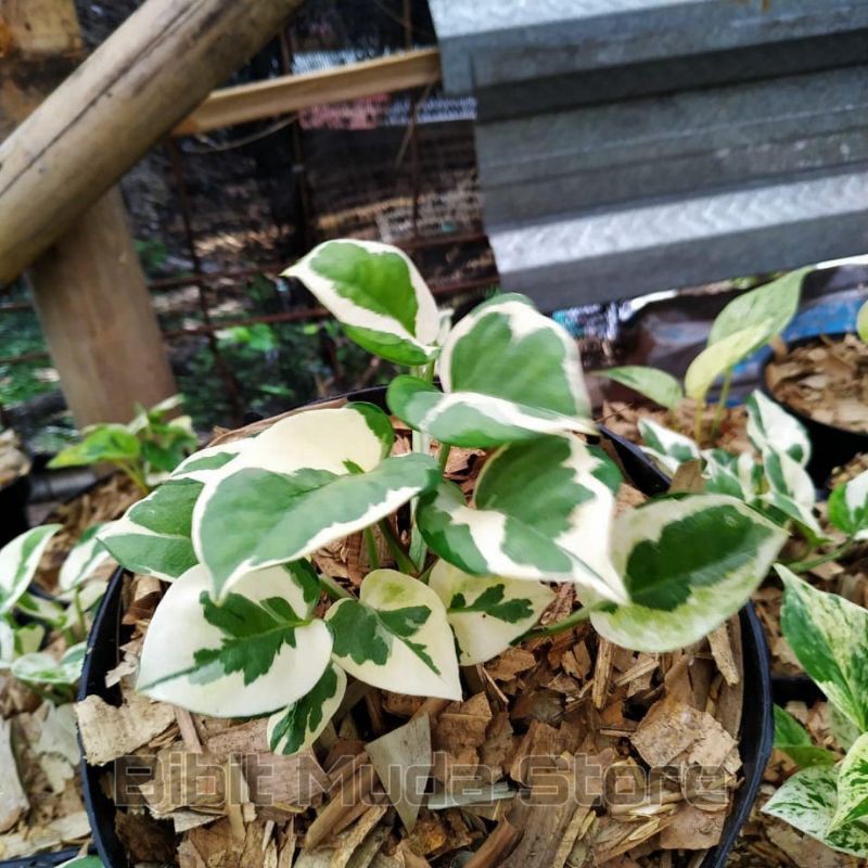 Srigading enjoy-srigading coin-srigading varigata-tanaman hias srigading pot gantung