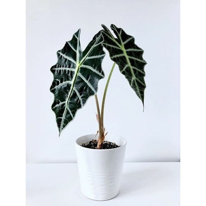 Tanaman Hias Keladi Amazon Alocasia Amazonica Keladi Murah