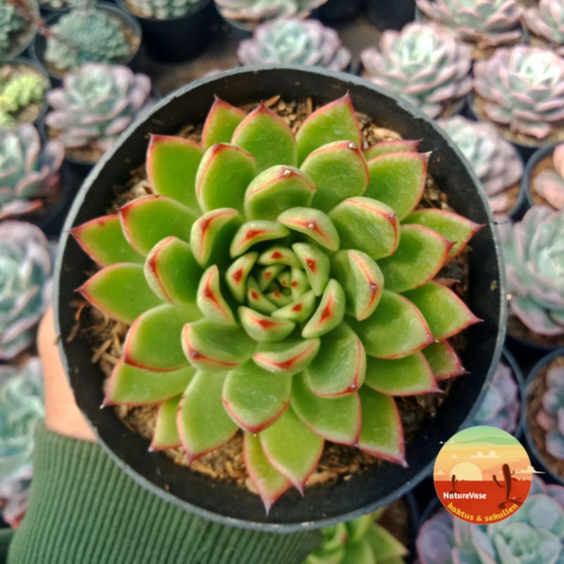 KAKTUS SUKULEN echeveria mebina